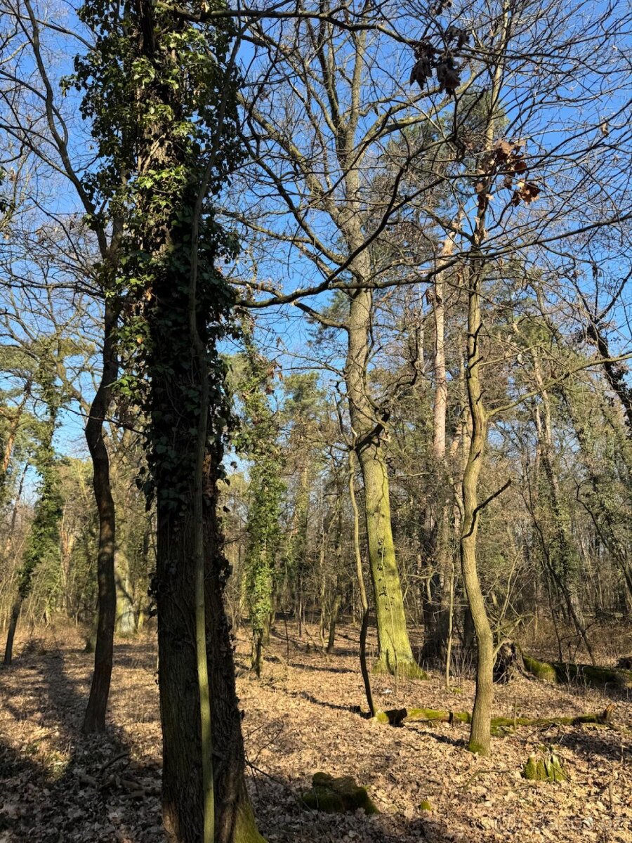 Prodej lesního pozemku k.ú. Kolín - 4