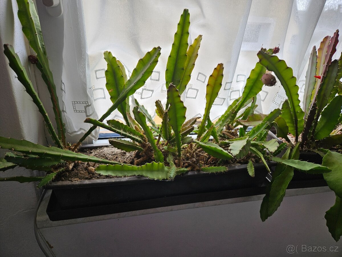 Epiphyllum ackermannii - 4