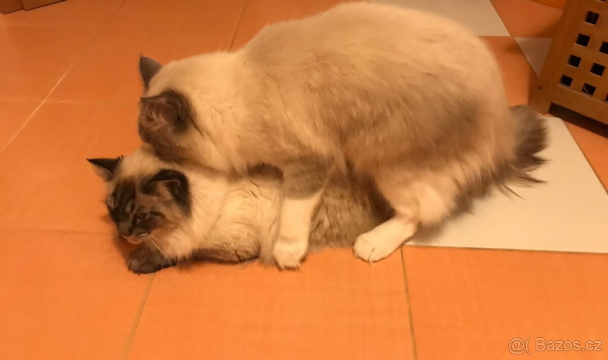 Krásný Ragdoll na krytí - 4