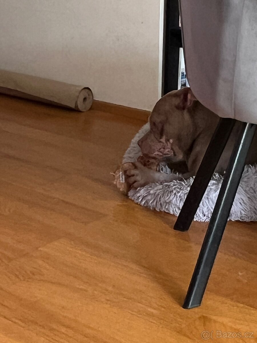 ‘Lovecky’ american bully - 4