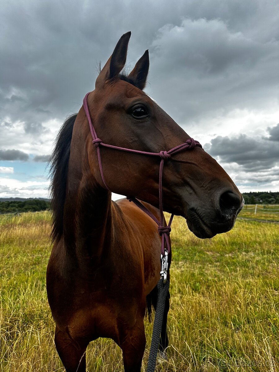 Klisna / Klusák / 7let / Prodej - 4