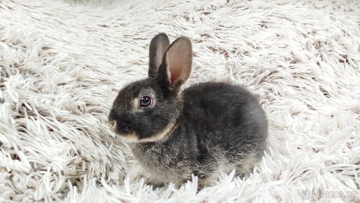 Zakrslý králík, králíček- (REX) DAISY - 4