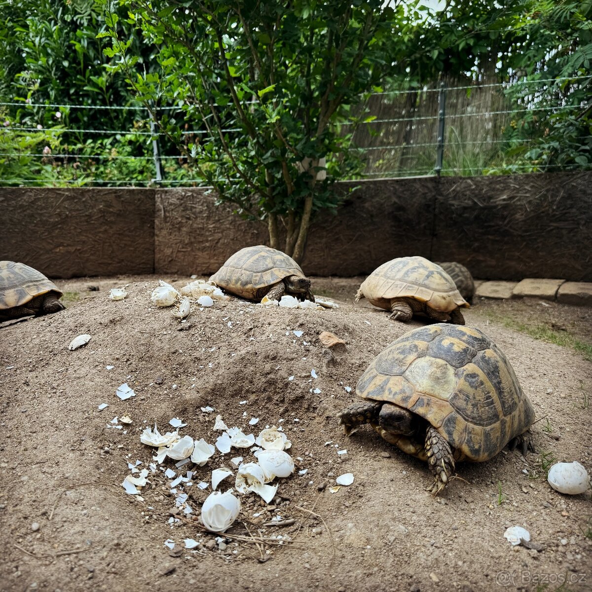 Suchozemská želva + vybavení k chovu - 4