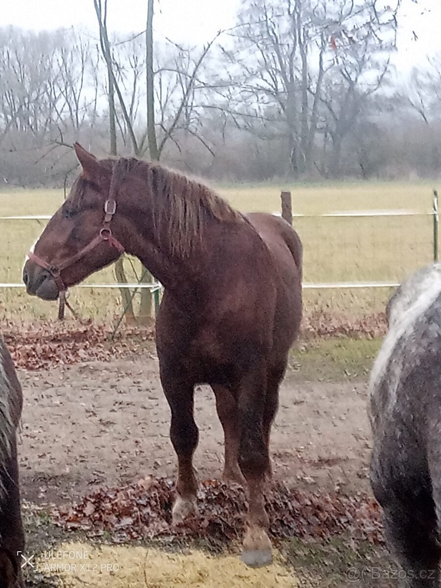 Prodám hřebce slezského norika - 4