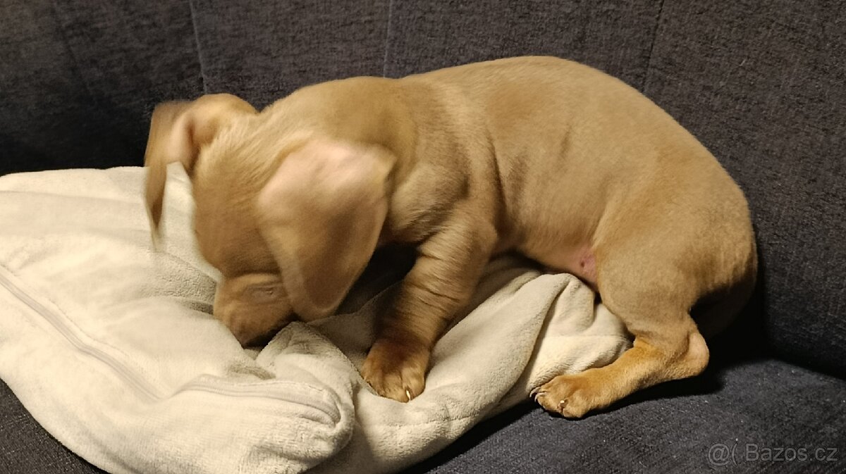 Jezevčík trpasličí pejsek bez PP - 4