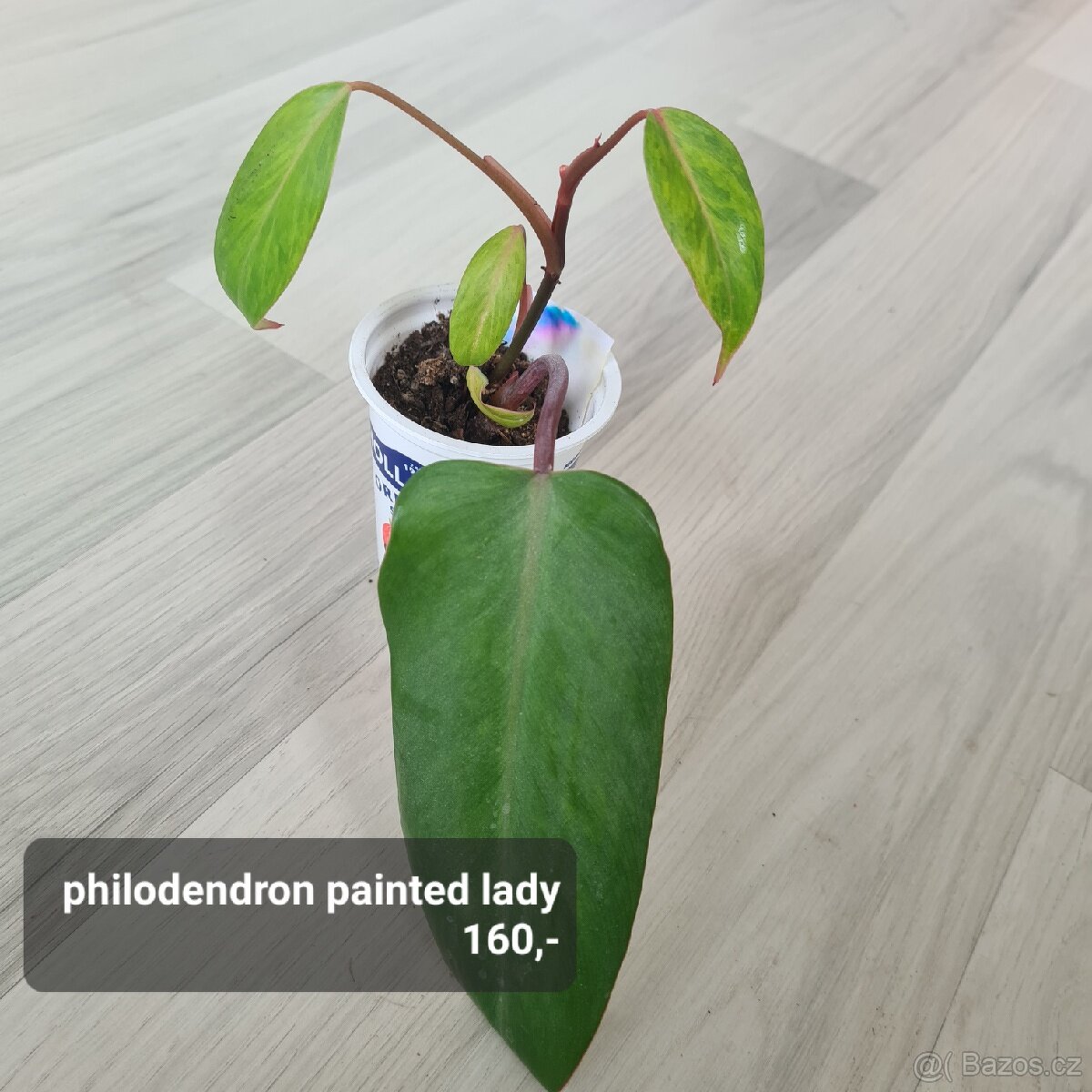 Pokojovky / pokojove rostliny - 4