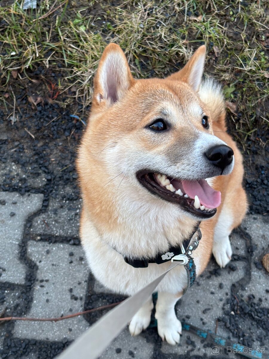 Shiba Inu krytí - 4