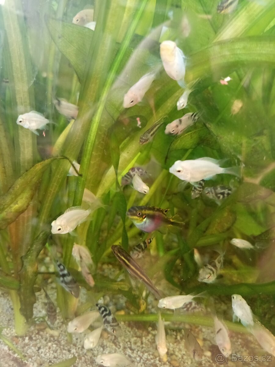 Perlovky,pestřenciBlue Parrot - 4