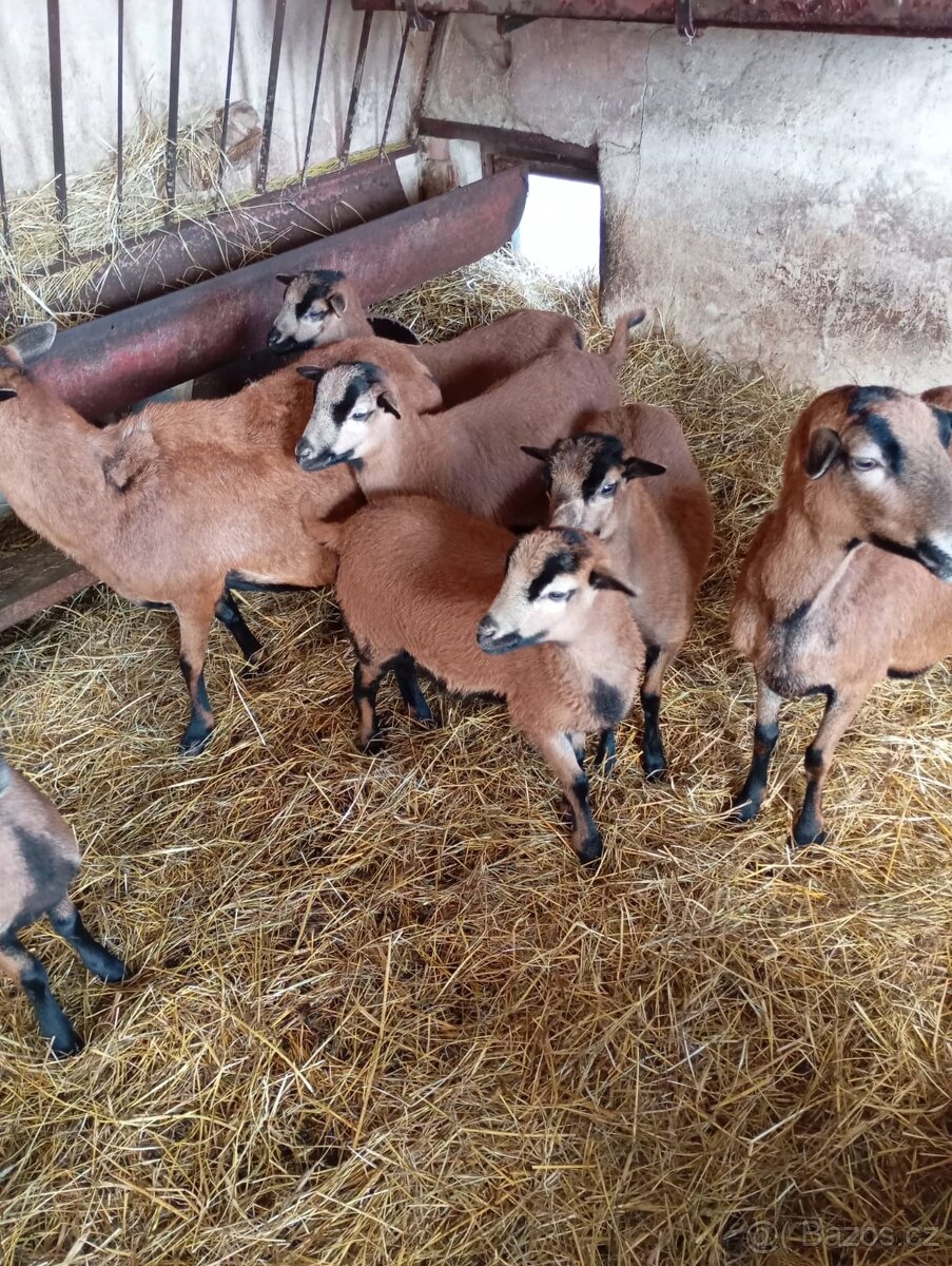 Kamerunská jehňata - 4