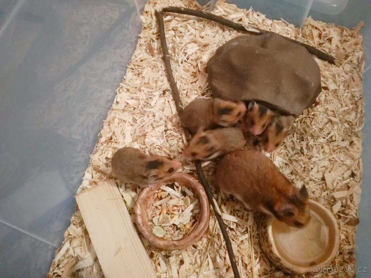 Křeček syrský/zlatý - 4