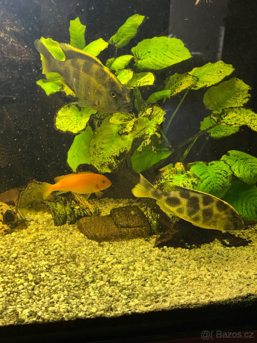 Akvarium - 4