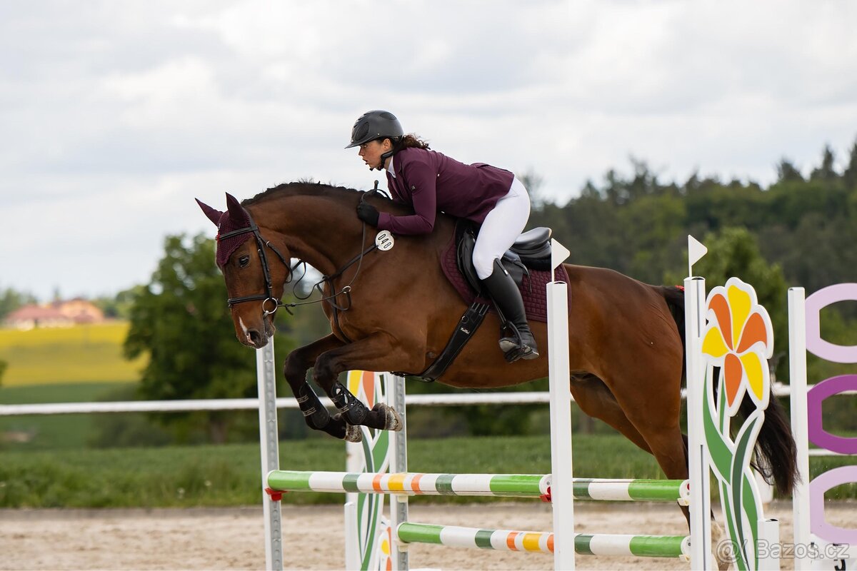 Líbivý čtyřletý valach - 4