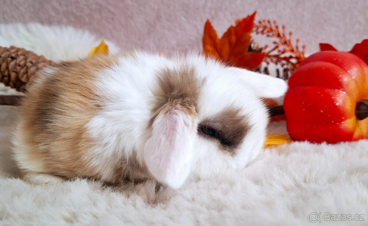 🥰Luxusni minilop 🥰 - 4