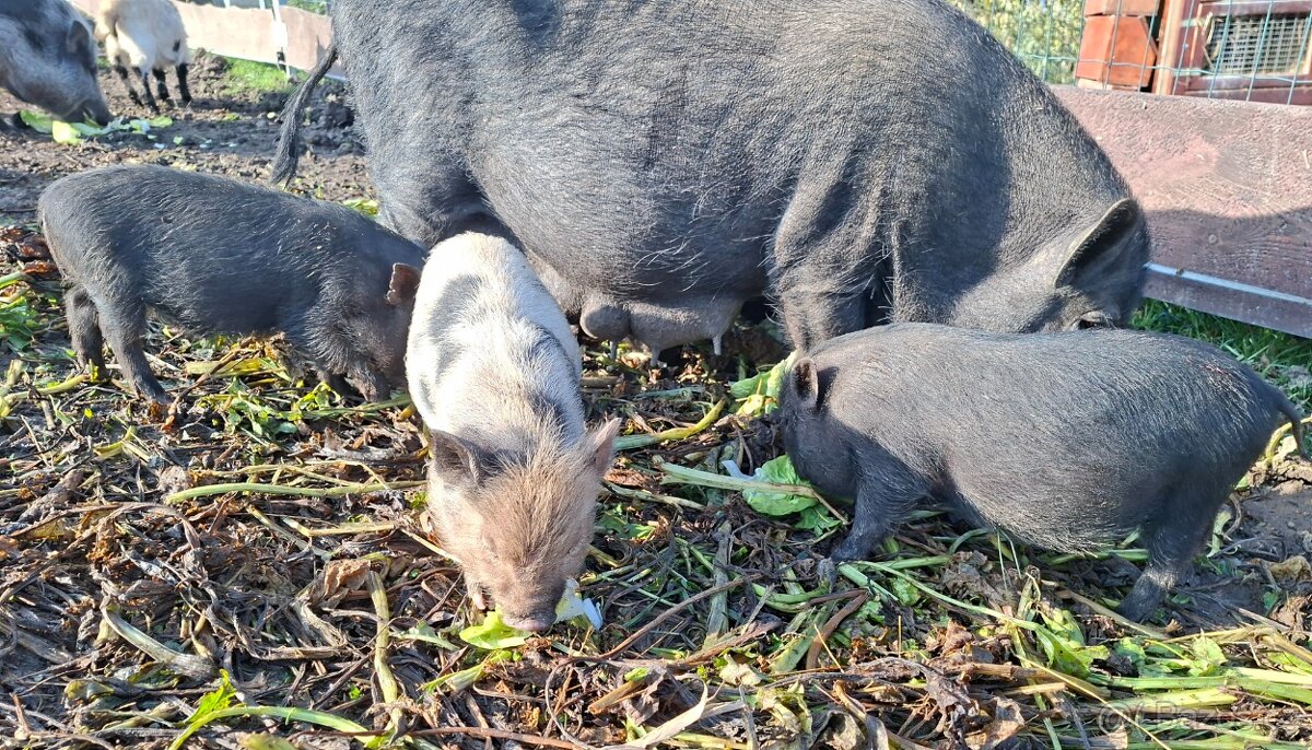 Gottingenská miniprasátka - 4