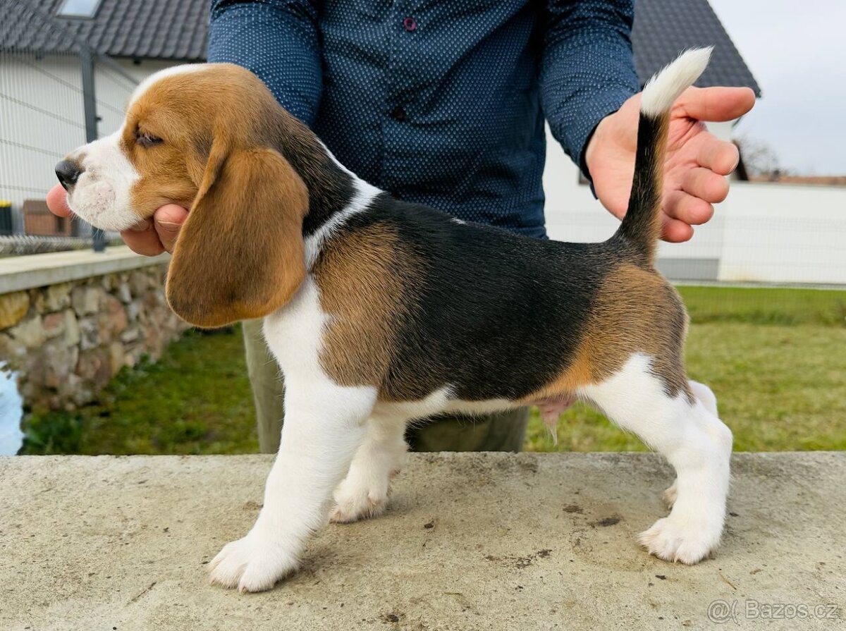 Štěně bígla s PP - 4