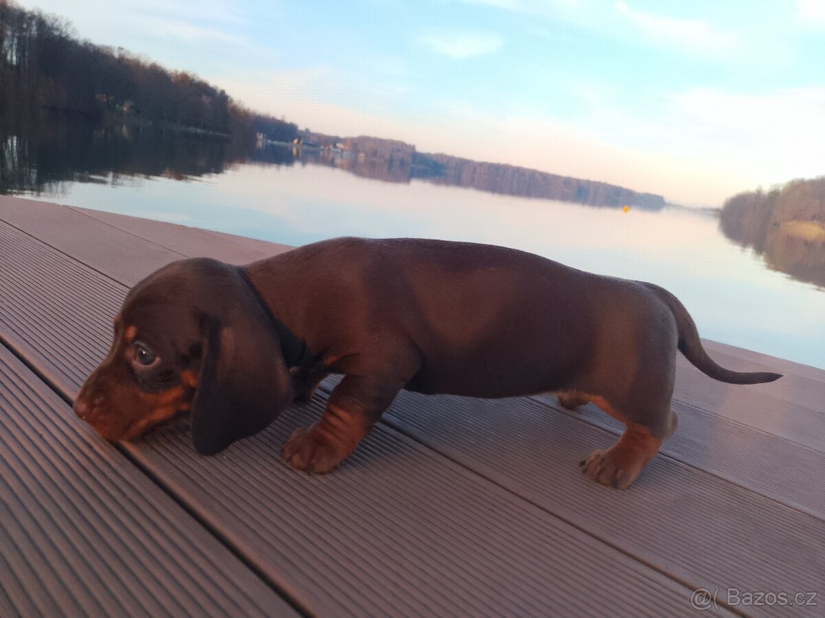 Trpasličí hladkosrstý jezevčík - 4