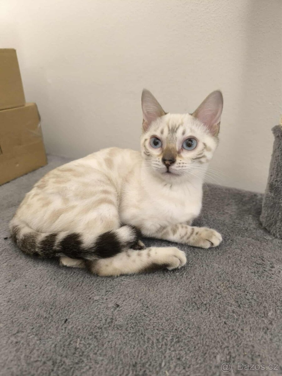 Bengálská kočka, koťata, kočička 🐆 - 4