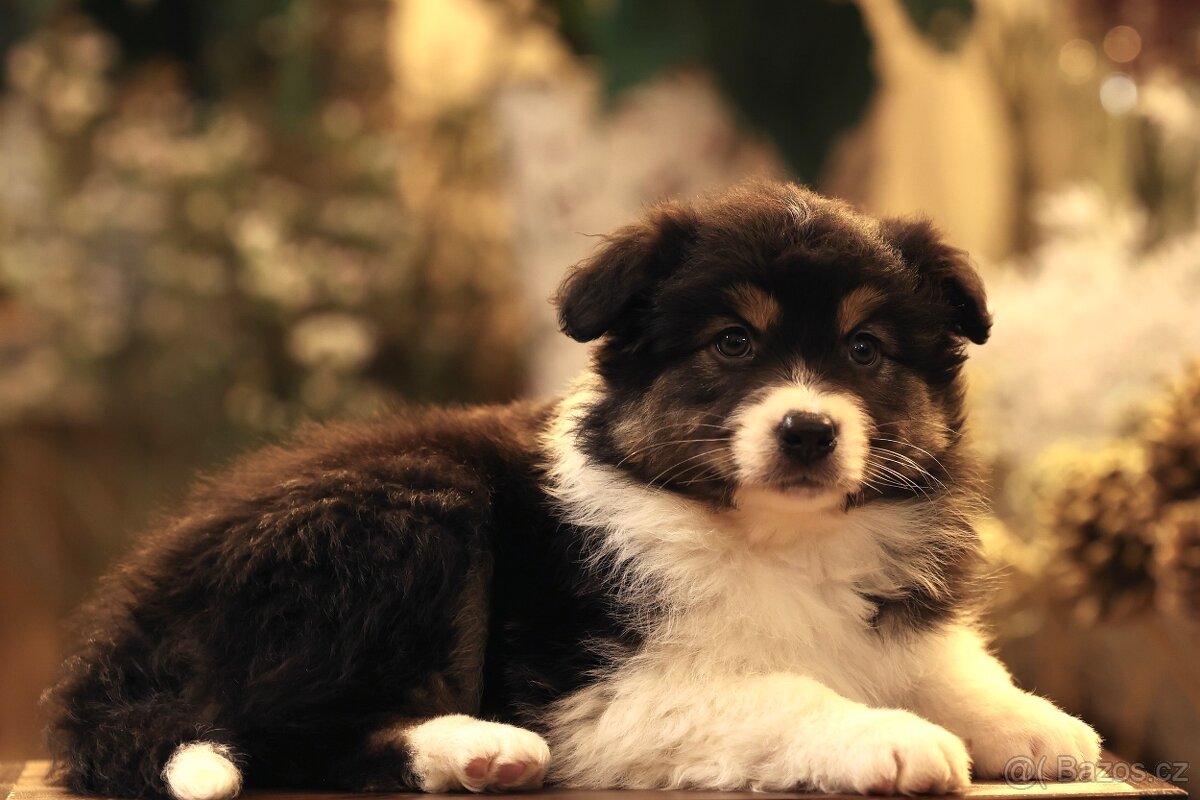 Australský ovčák - fenka Onyx - 4