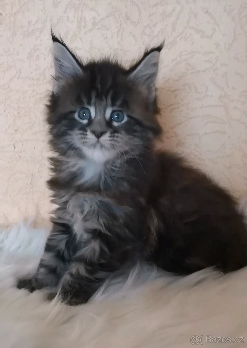 Mainská mývalí kočka s PP - 4