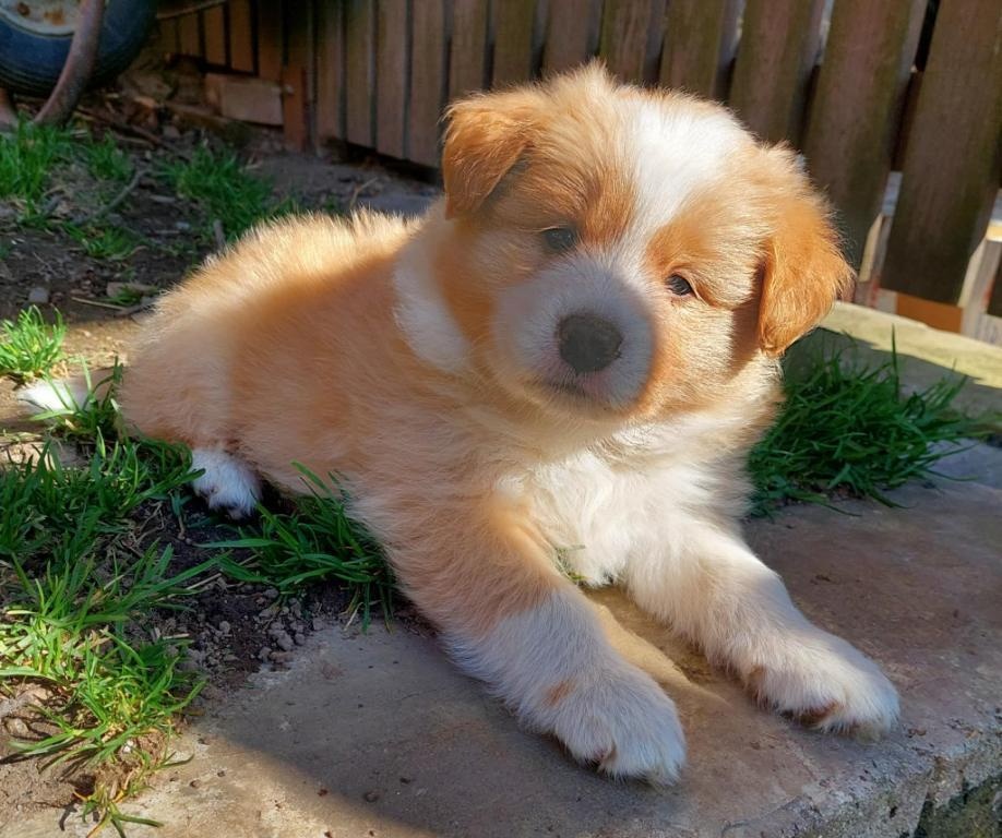 border kolie ee - red - 4