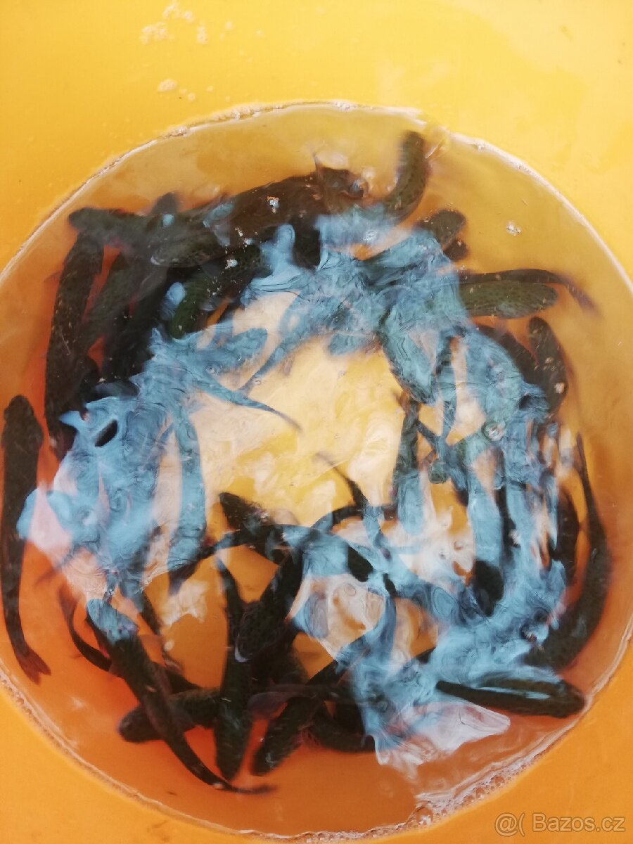 Nasada Pstruh duhový - 4