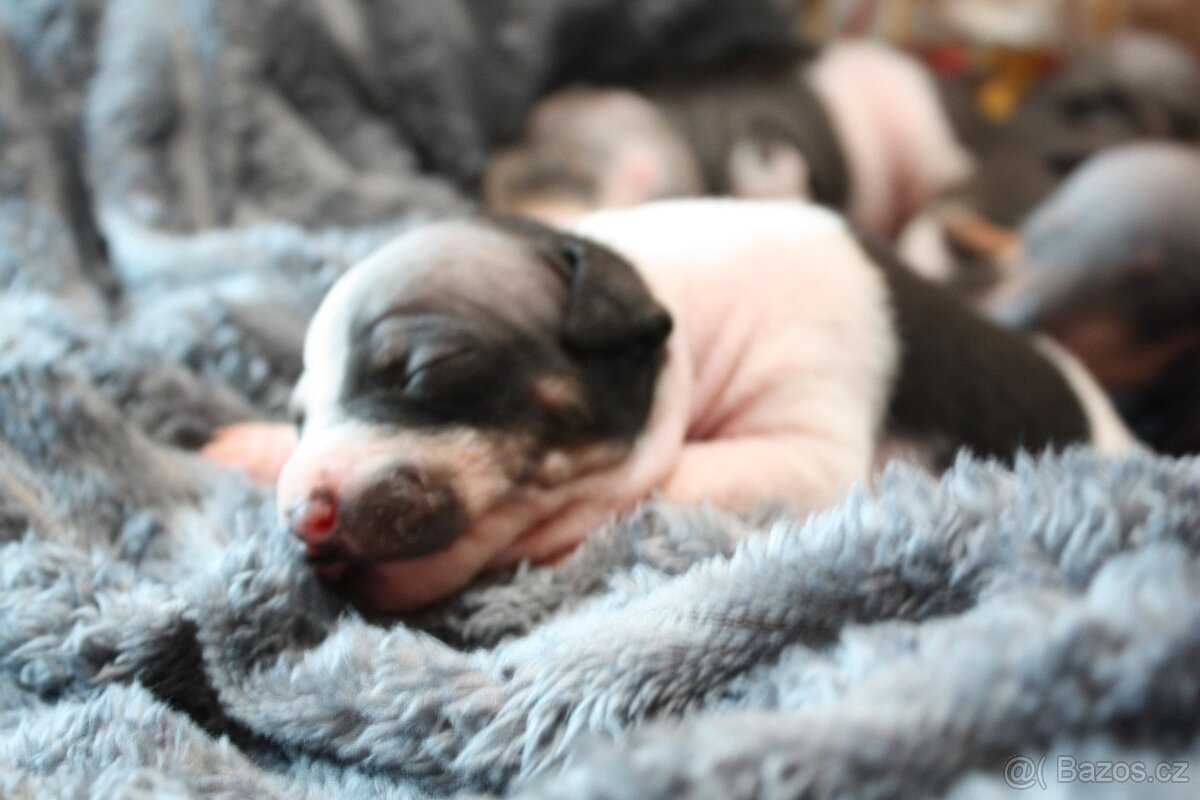 Americký bezsrstý teriér štěňata - 4