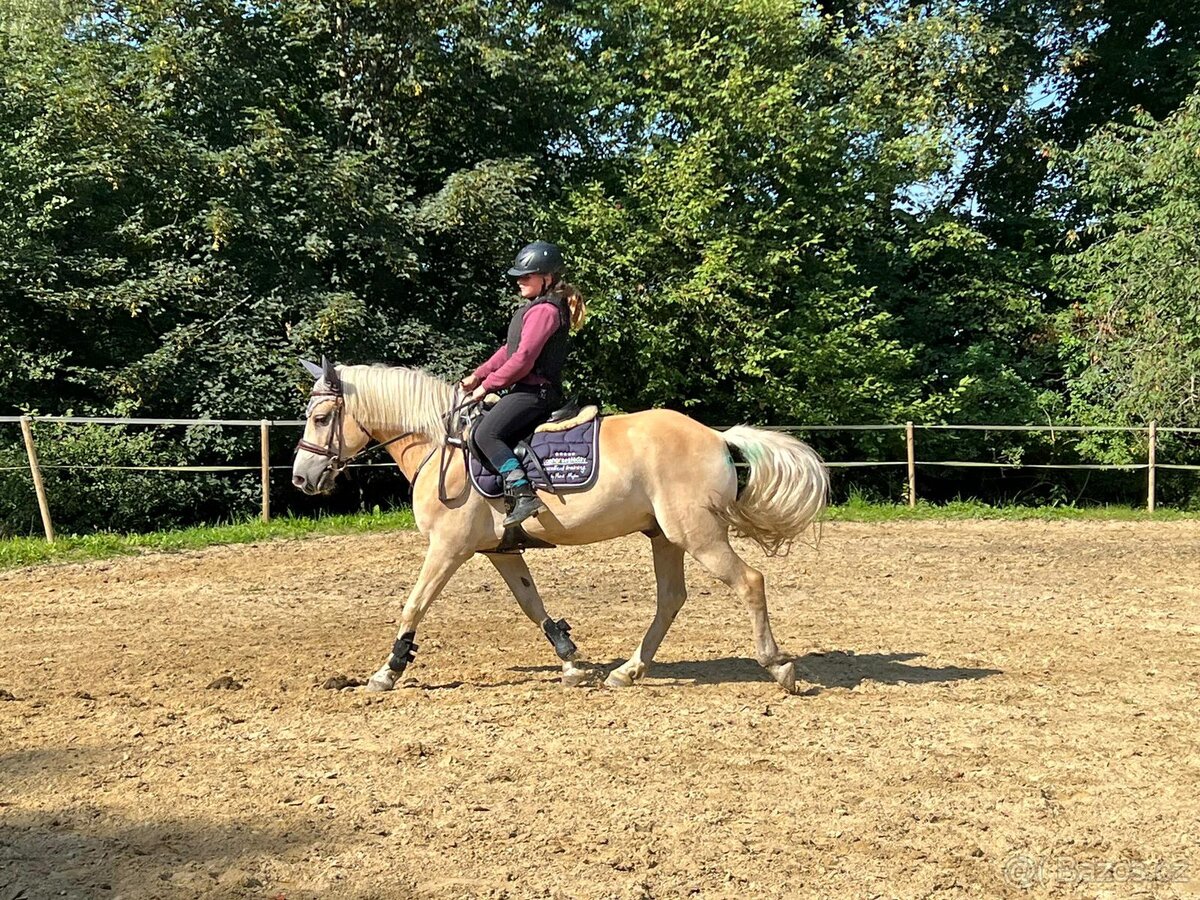 Patnáctiletý hafling - 4