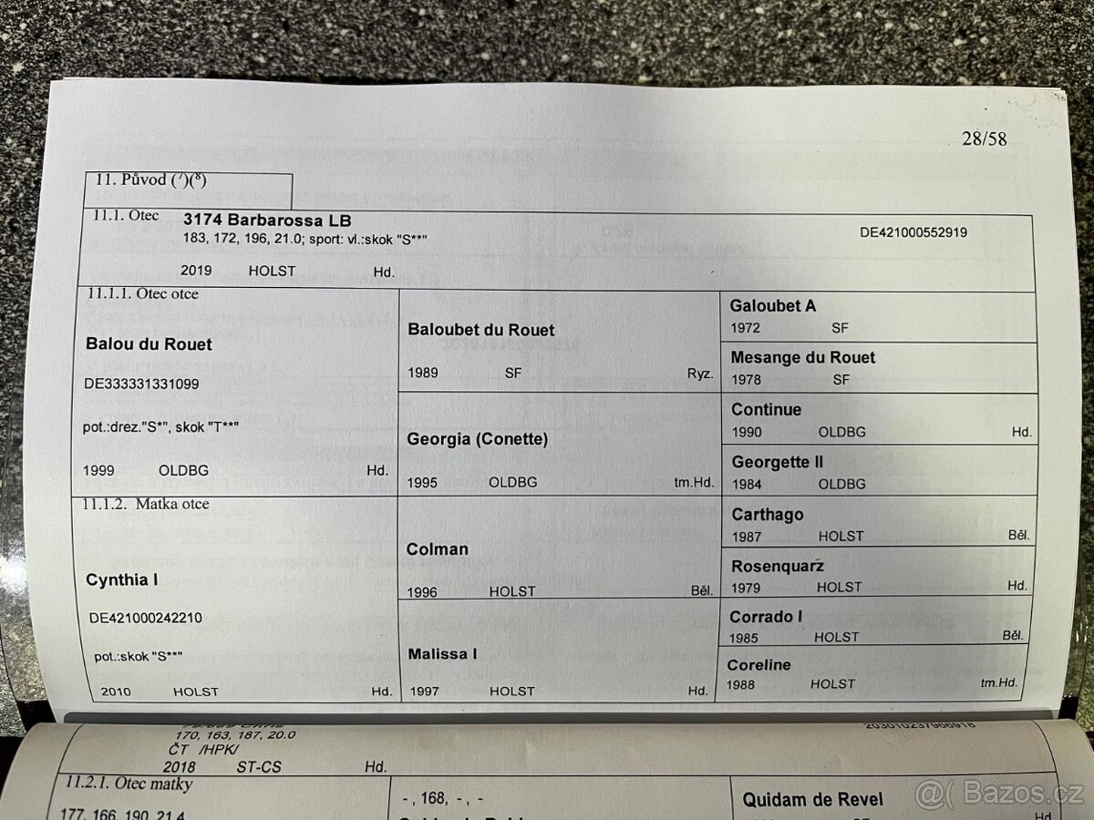 Prodám klisnu ČT - 4