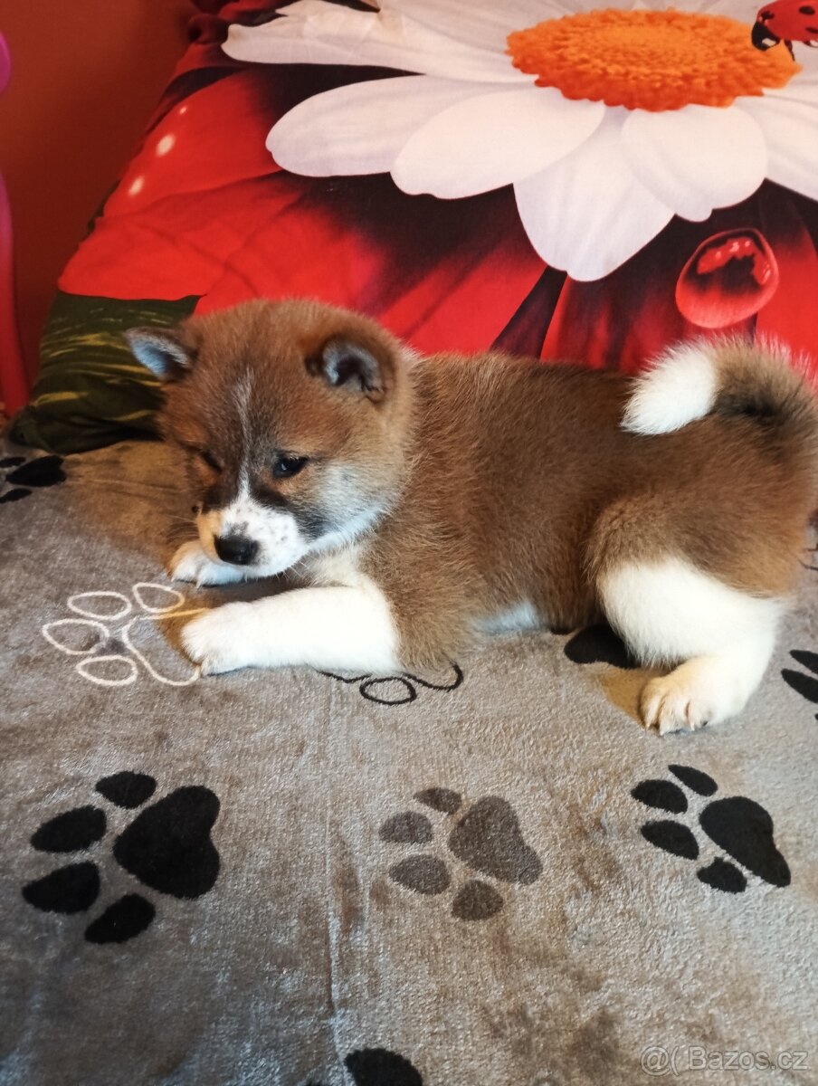 Shiba inu - 4