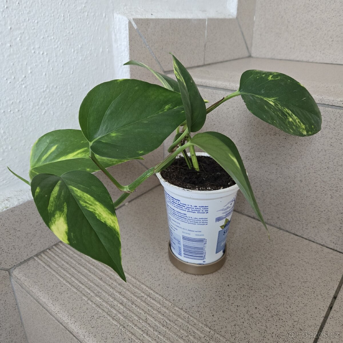 Epipremnum aureum, sadička - 4