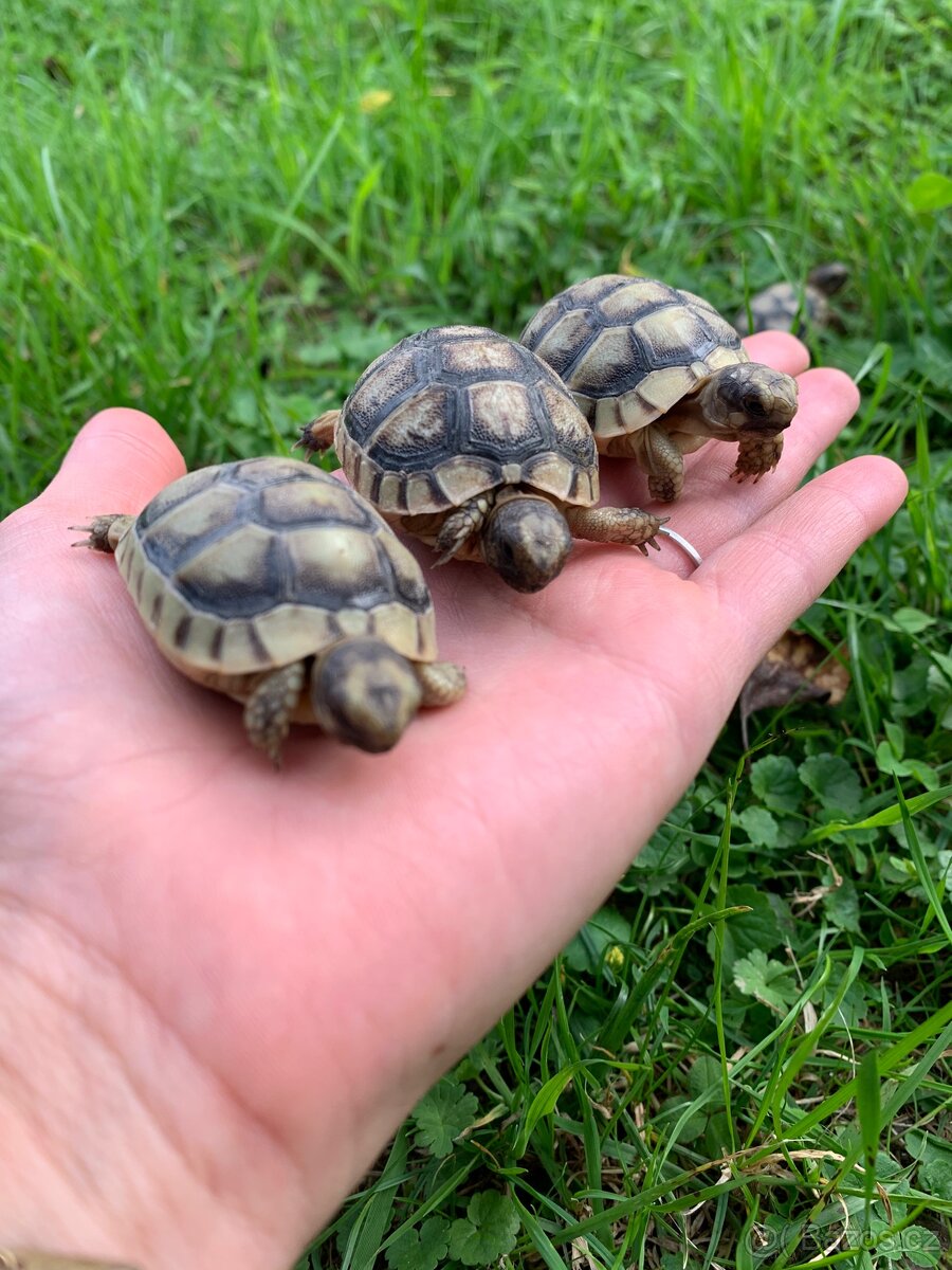 Želva suchozemská - zelenavá, vroubená - 4