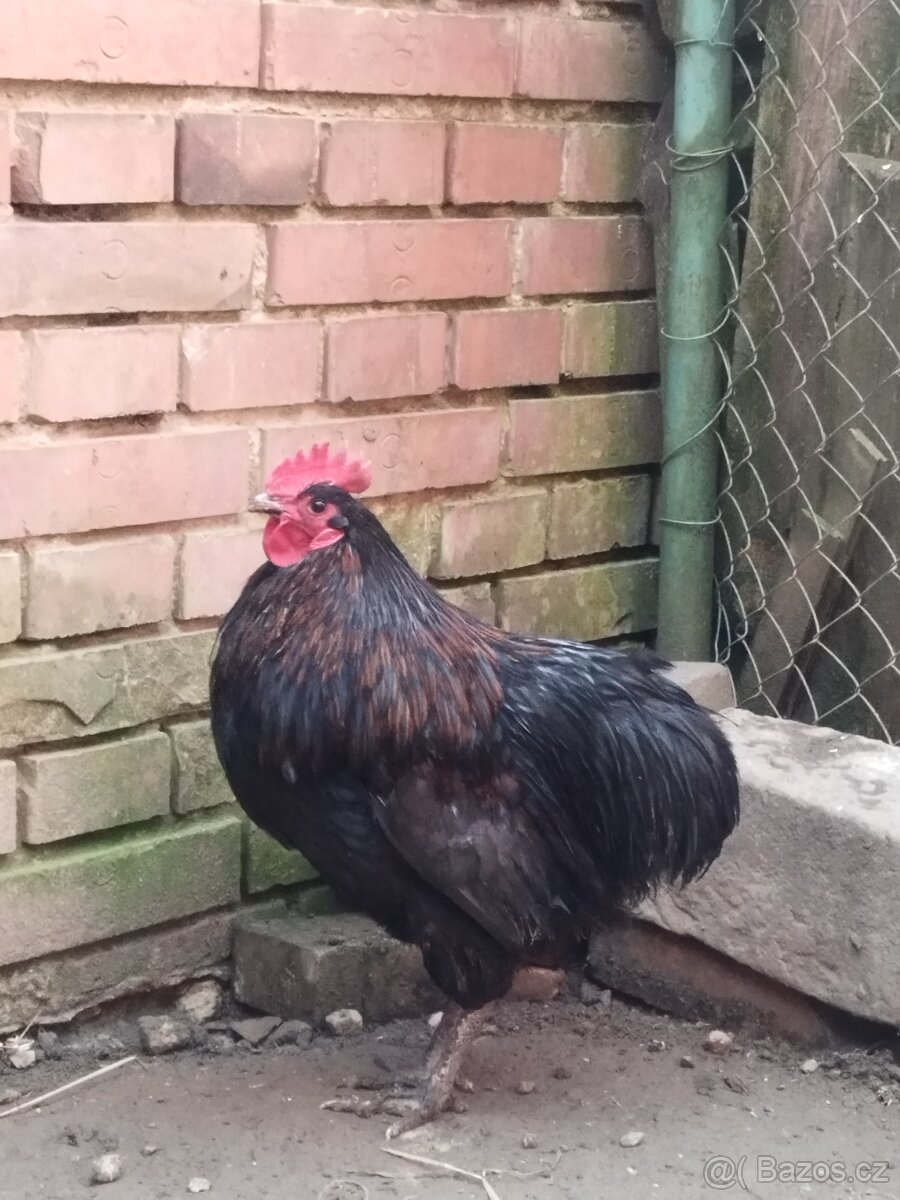 Prodám kohouta - 4