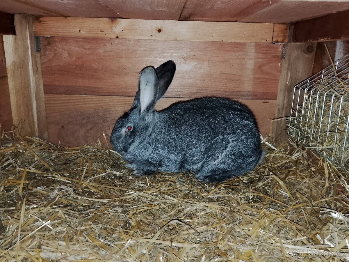 Belgický obr čin - 4