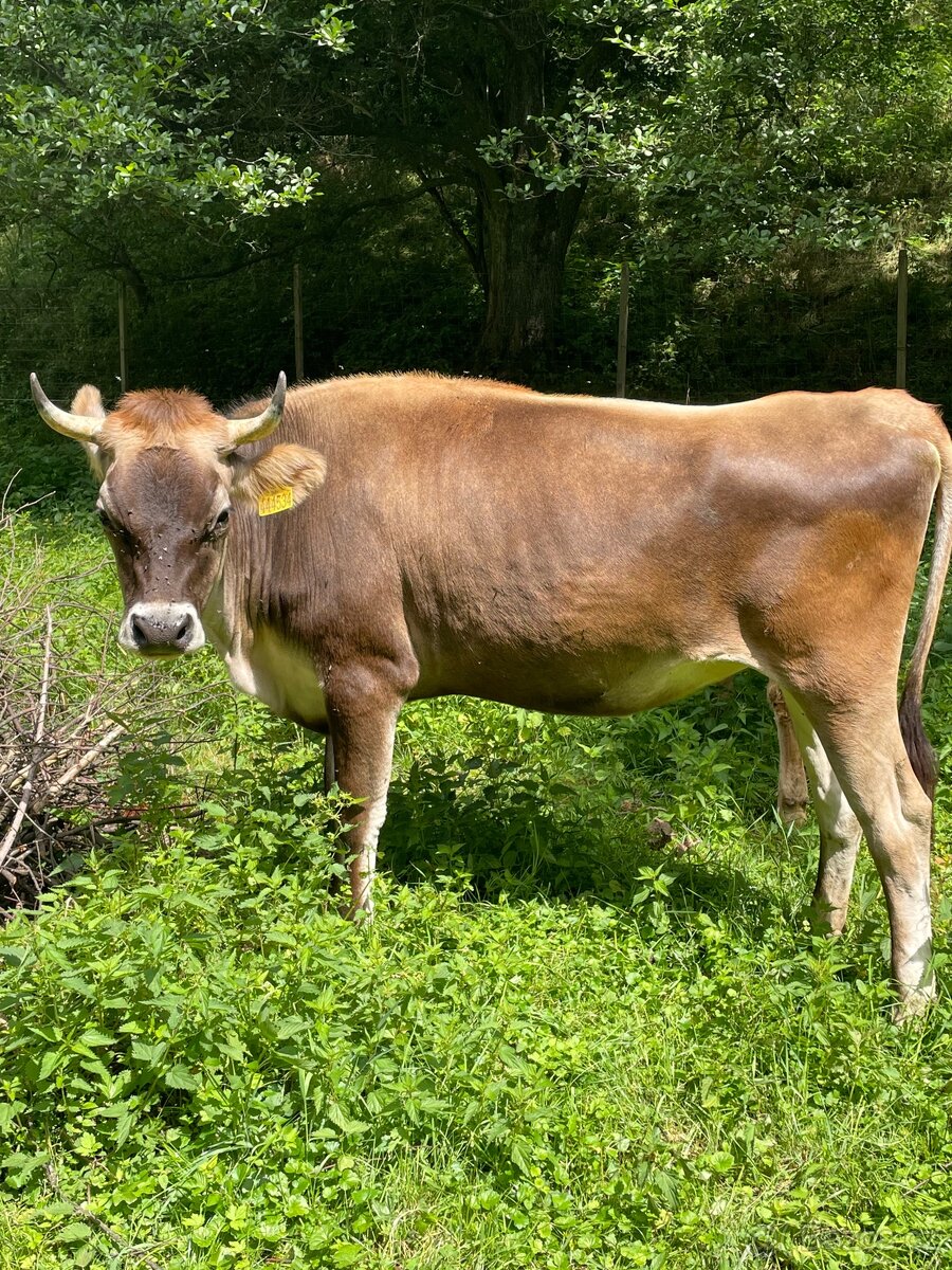Jersey x Brown Swiss - 4