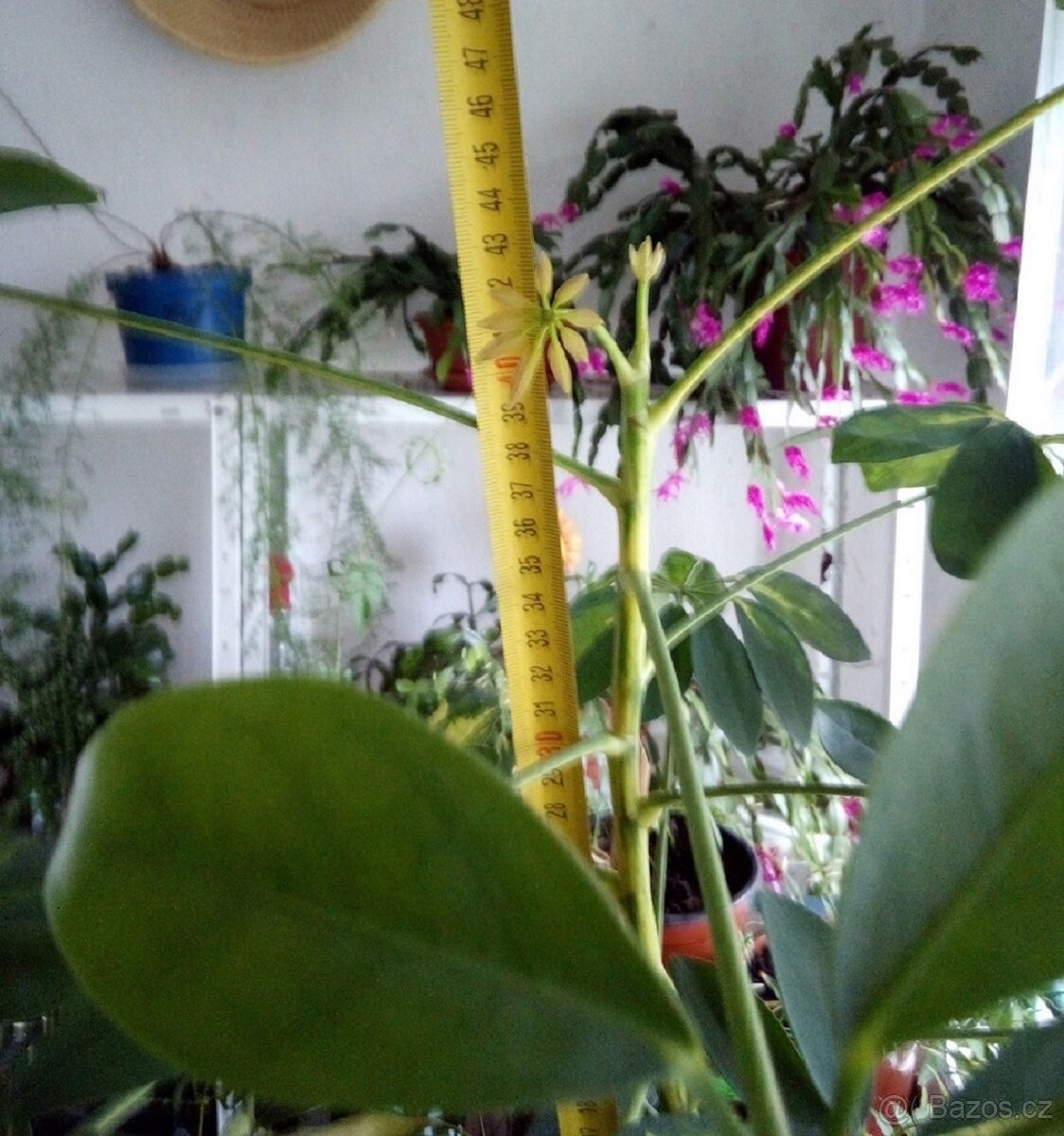 Schefflera Arboricola - 4