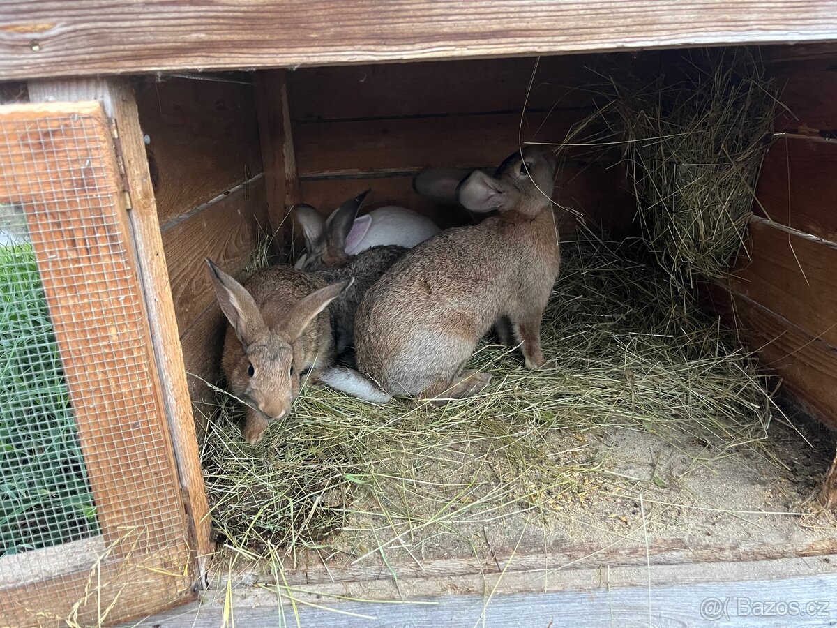 Králíci - 4