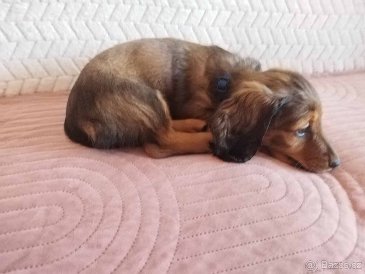 Jezevčík dlouhosrstý trpasličí - 4