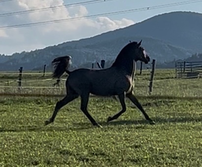 Exkluzivní Lusitano kobylka na sport, do chovu, do rodiny - 4