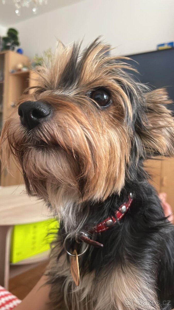 Štěňátko jorkšíra krásná fenka - 4