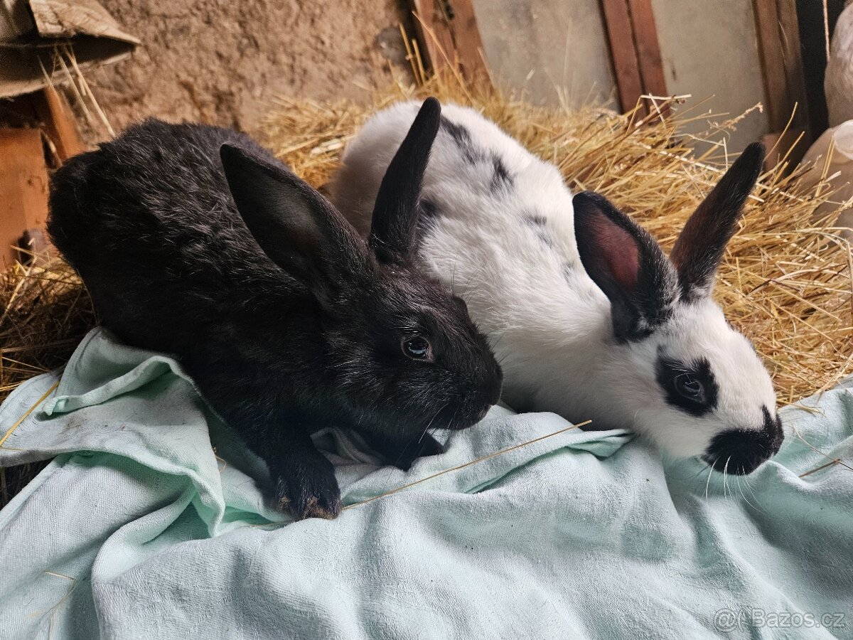 Králík - 4