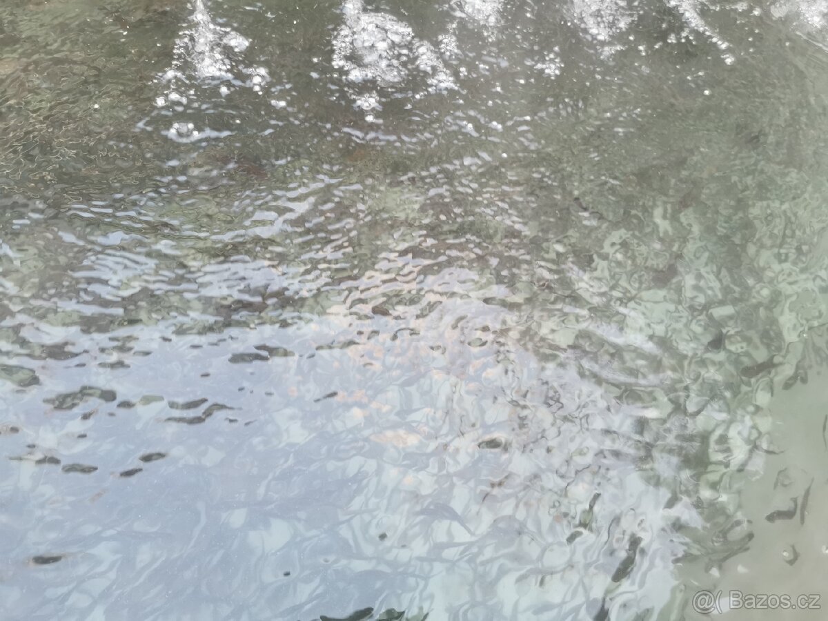 Pstruh duhový násada do jezírka - 4