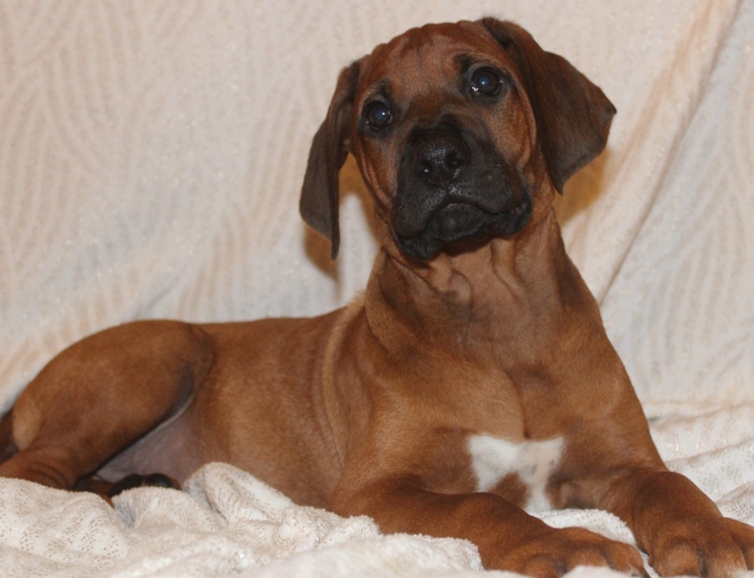 Rhodéský ridgeback - 4