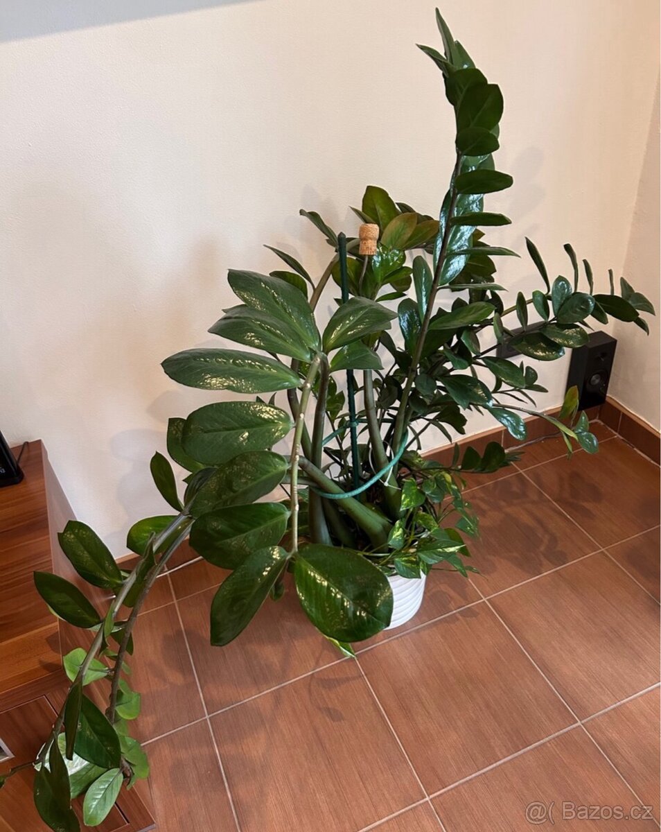 2x obrovský Zamioculcas 150cm Kulkas Zamiolistý zamiokulkas - 4