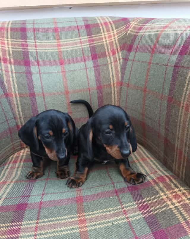 Trpasličí jezevčík - 4