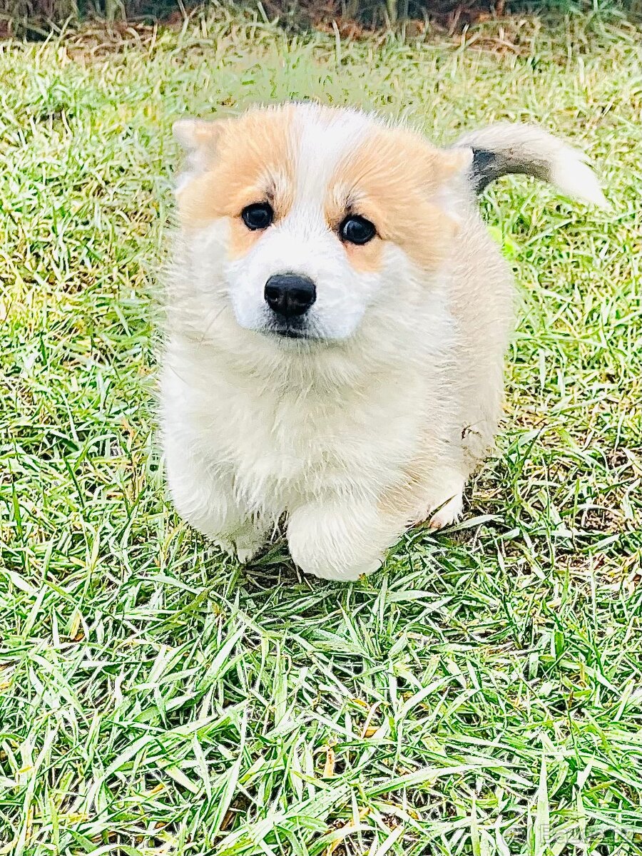 Welsh corgi pembroke s PP (FCI) - 4