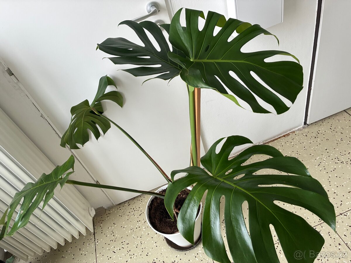 Velká monstera - 4
