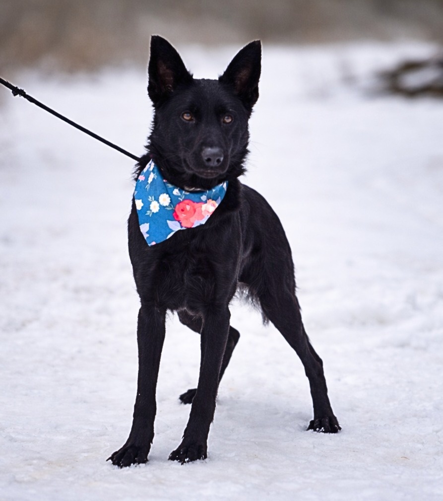 Serena hledá domov - 4