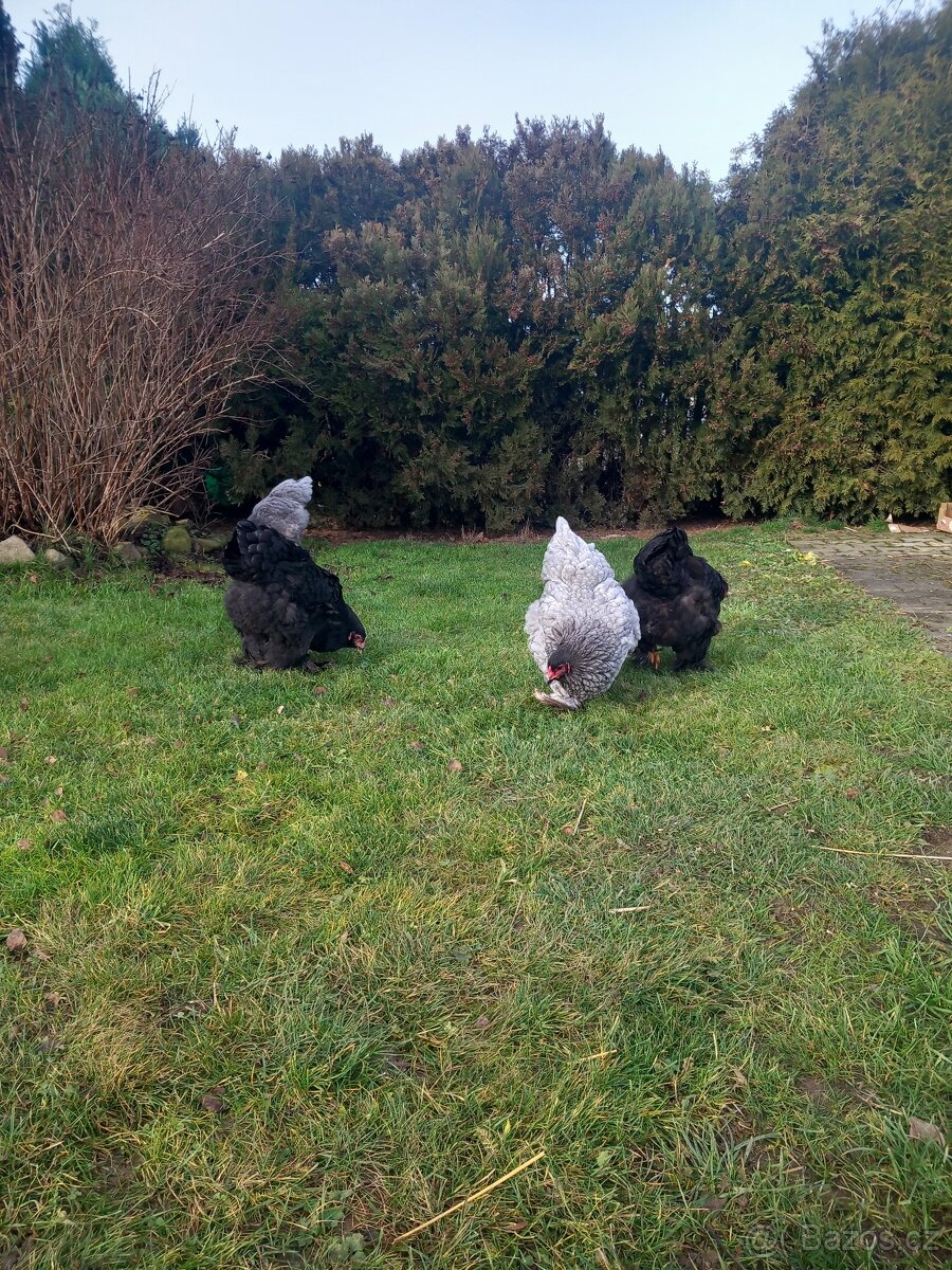 Brahmánka Velká - 4