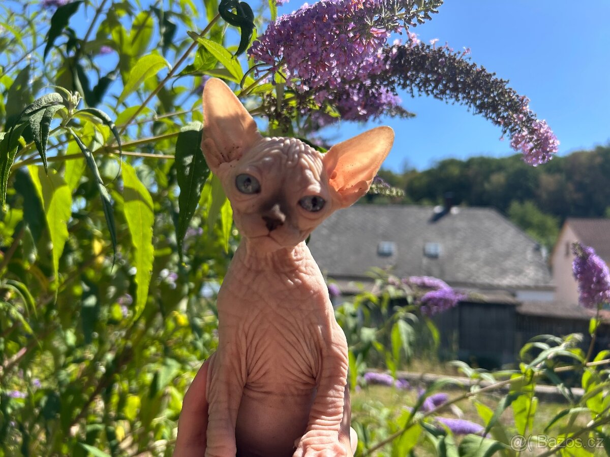 Kanadský sphynx bez PP - 4