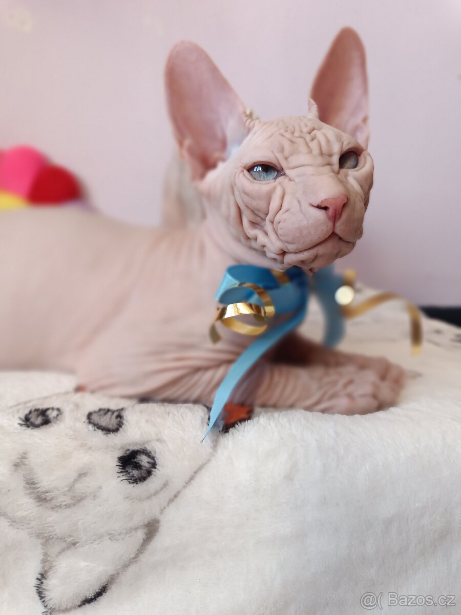 Sphynx - 4